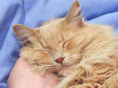 The face that launched a thousand shed hairs