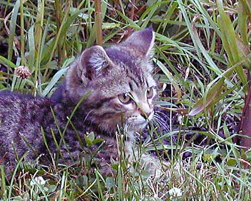 Wild Kitten #1