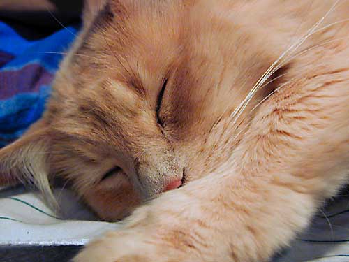 It's too much trouble to object