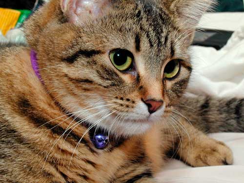 Mistral, with bells on