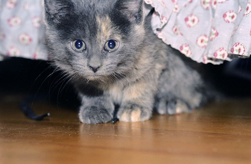 prx feb  001 016-08a