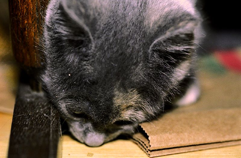 prx feb  001 016-10a