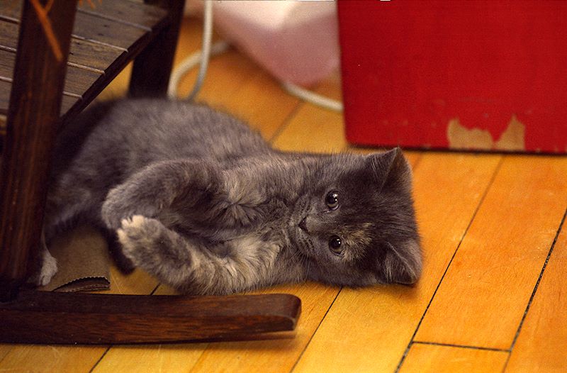 prx feb  001 016-34a