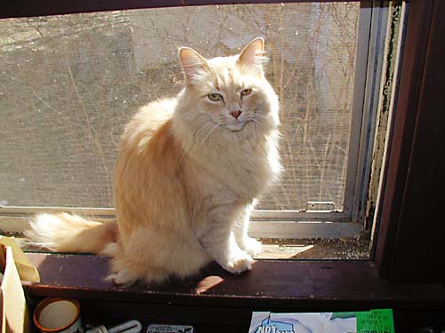 Ari in the back window