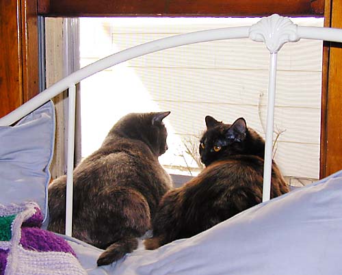 Arwen and Naomi in the media room window