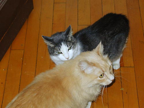 Ari and Lilith passing in the kitchen