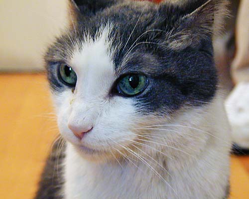 Lilith sitting close in the Kitchen