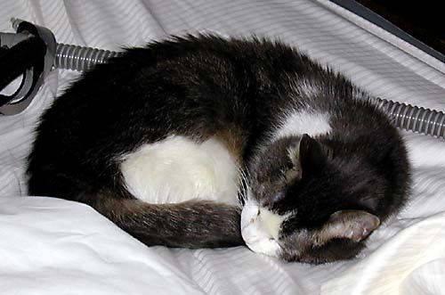 Lilith asleep on Lydy's bed