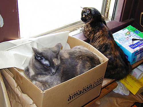 Arwen in the box and Naomi in the back window