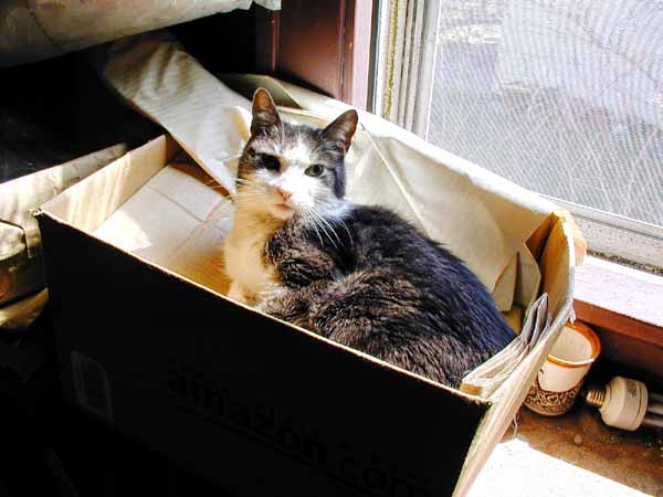 Lilith in the box in the window