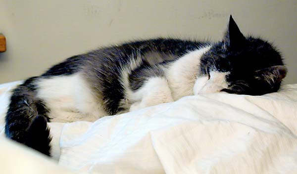 Lilith, 29-Dec-1986 - 24-Apr-2002.