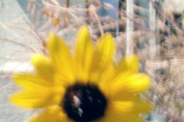 Pinhole sunflower