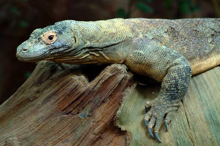 Komodo Monitor Lizard