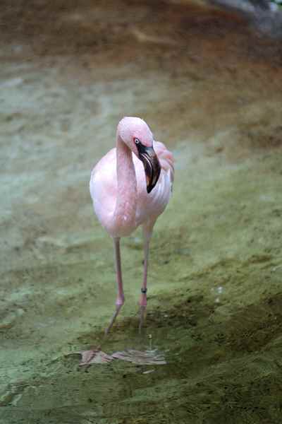 Flamingo