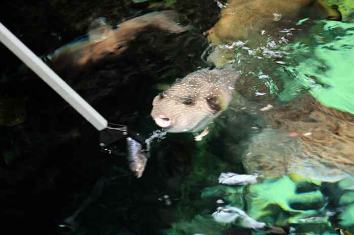 Puffer fish closing in