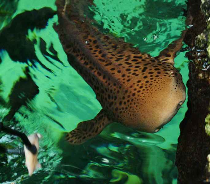 Leopard shark