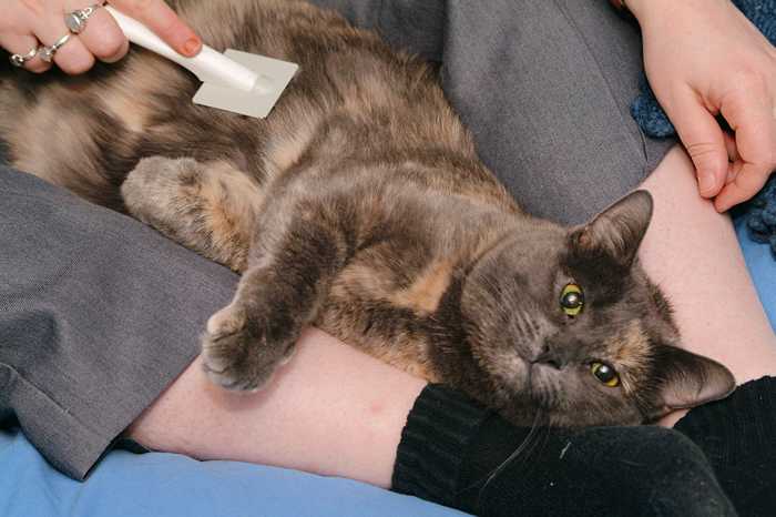 Arwen enjoys being brushed