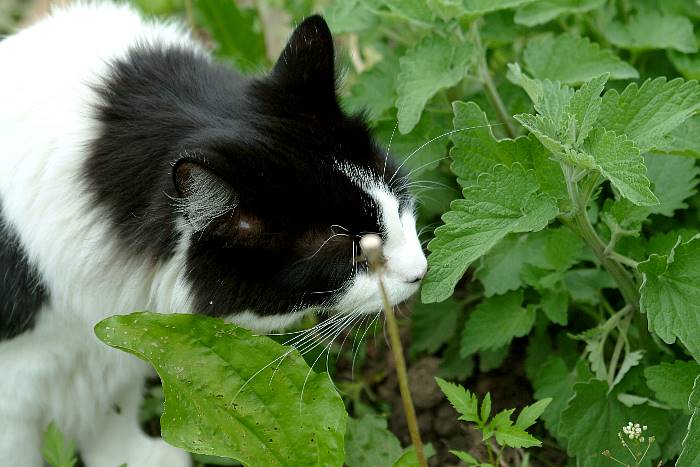 Reuben in the catnip