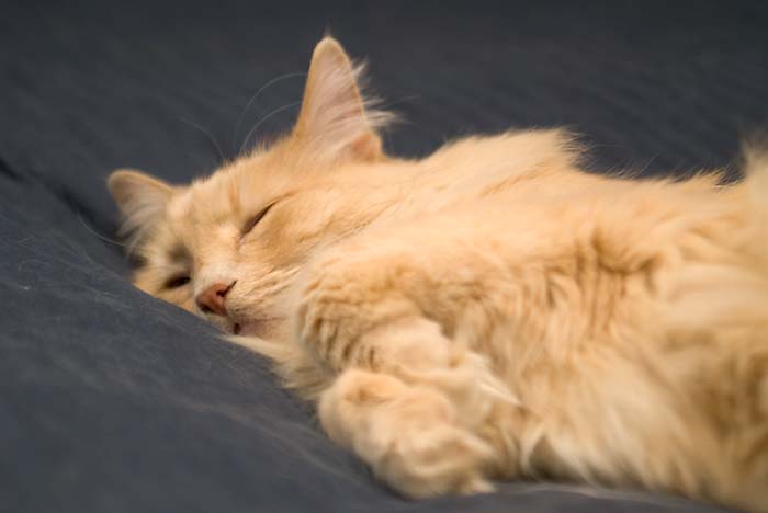 ddb 20060331 010-003