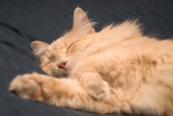 ddb 20060331 010-005