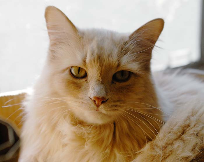 ddb 20060404 010-001