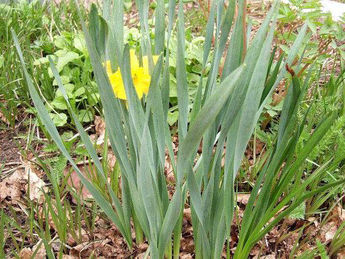 pddb 20060421 010-010