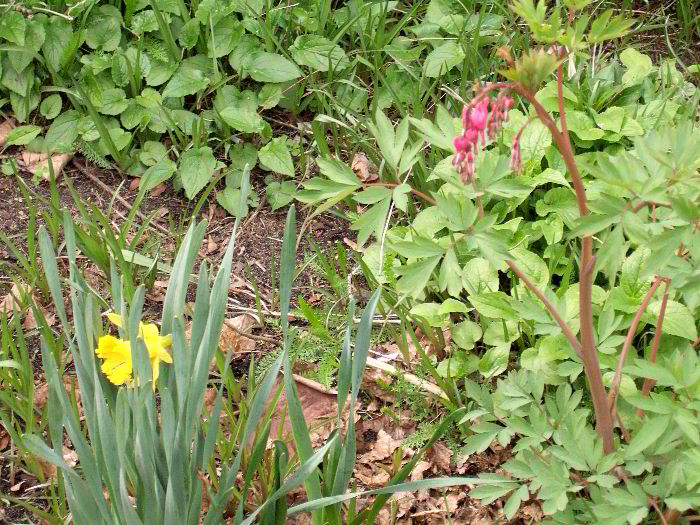 pddb 20060421 010-025