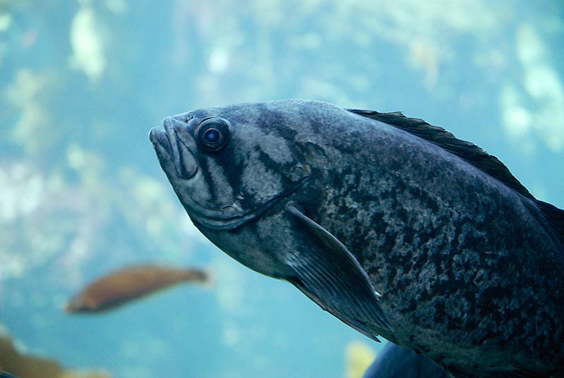 ddb 20060430 010-001