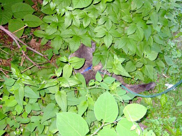 The mighty hunter explores the Japanese knotweed