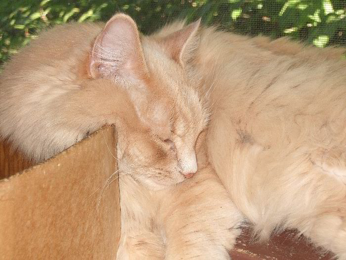 ddb 20060602 010-005