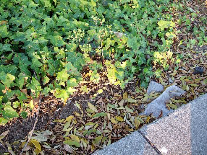 ddb 20060613 010-029