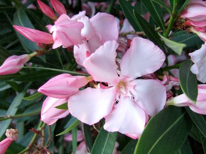 ddb 20060613 010-051