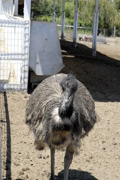 ddb 20060617 010-005