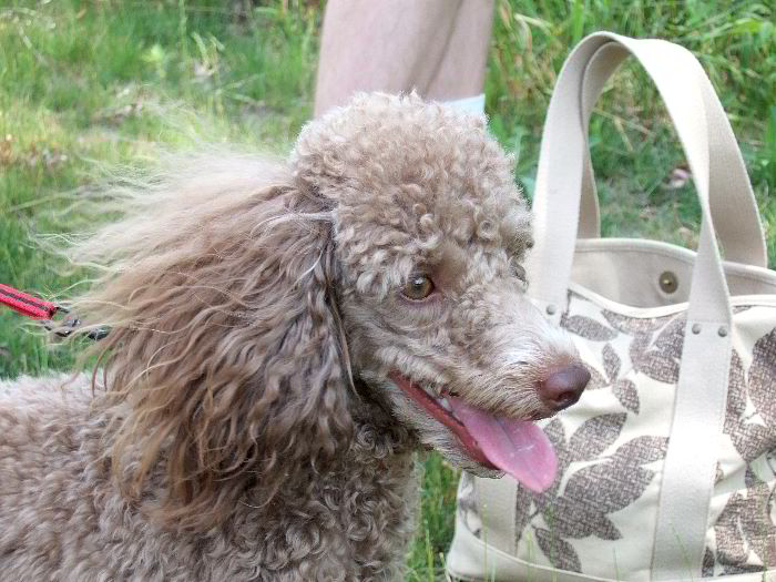 ddb 20060704 010-003