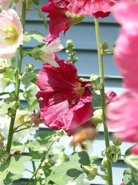 ddb 20060705 010-042