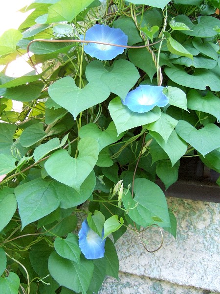 ddb 20060914 010-006