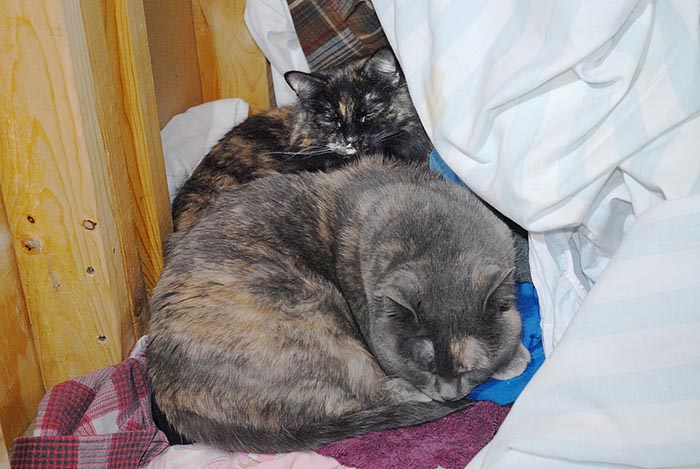 ddb 20070129 010-001