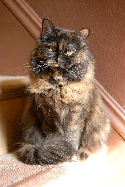 ddb 20070307 010-003