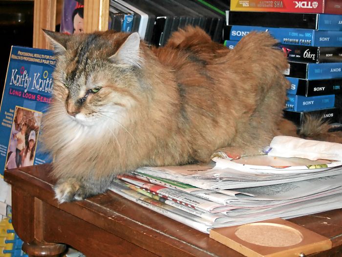 ddb 20070409 020-007