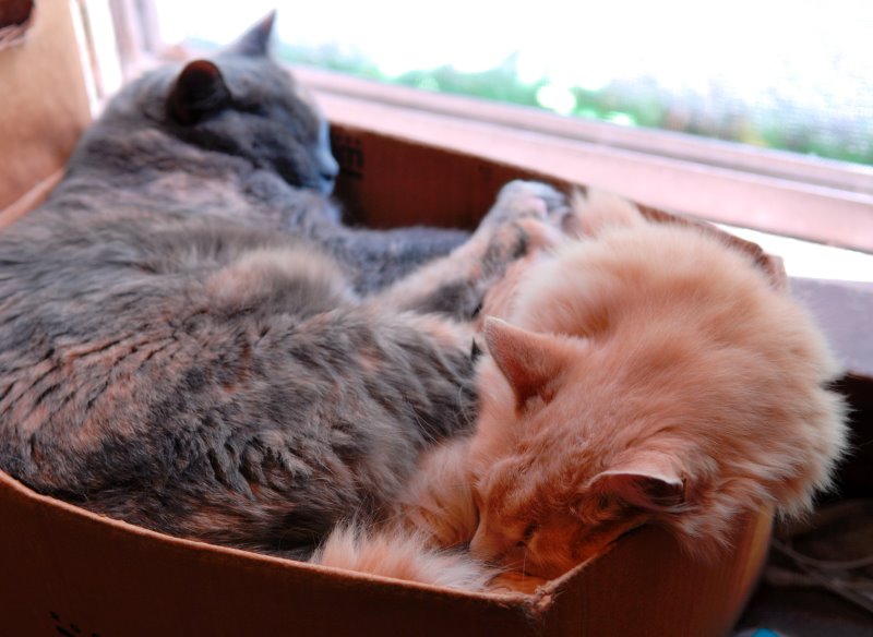 ddb 20070629 010-010