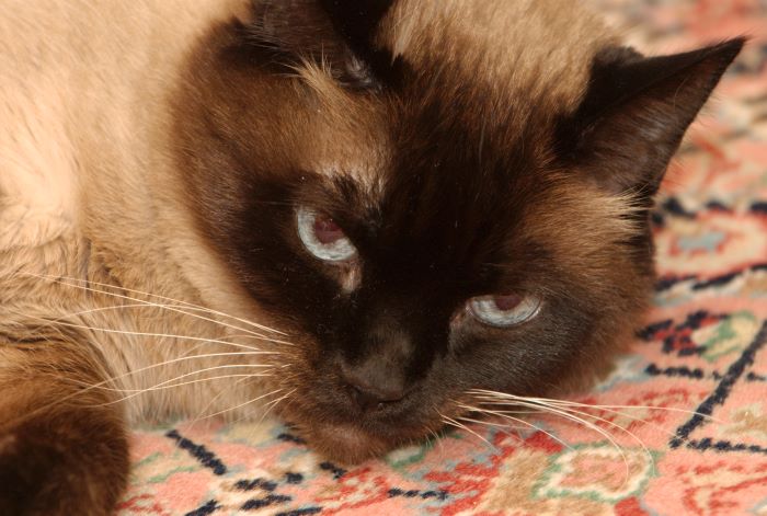 ddb 20071027 020-017