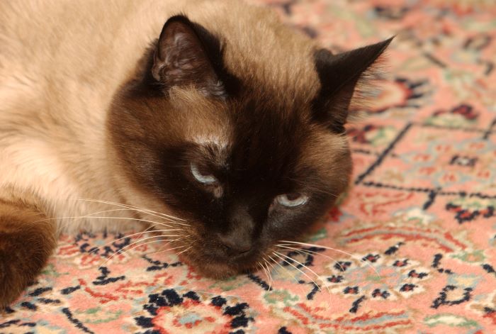 ddb 20071027 020-019