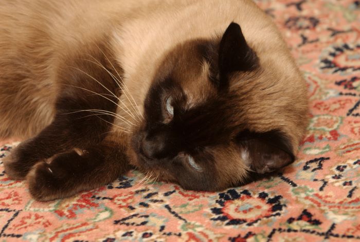 ddb 20071027 020-020