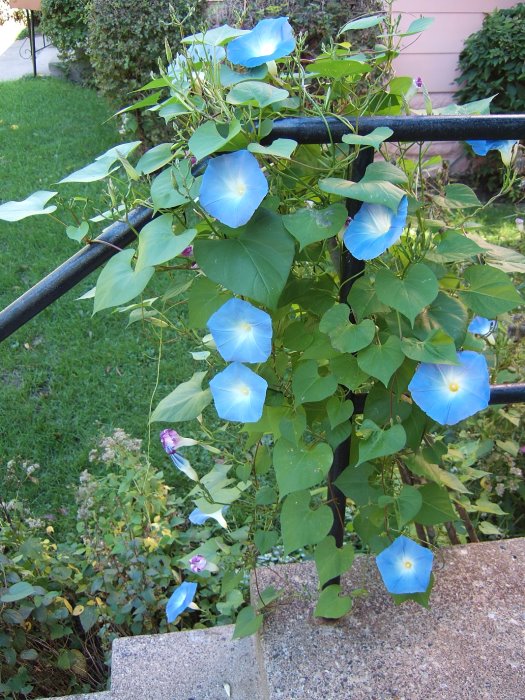 ddb 20071003 010-006