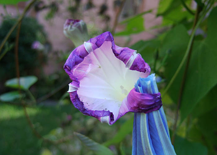 ddb 20071003 010-008