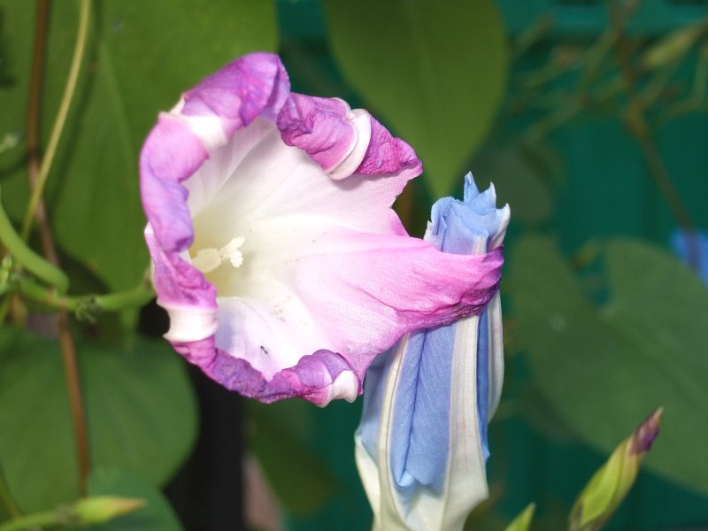 ddb 20071003 010-013