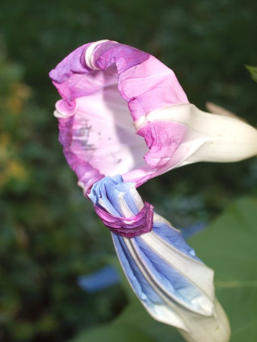 ddb 20071003 010-024