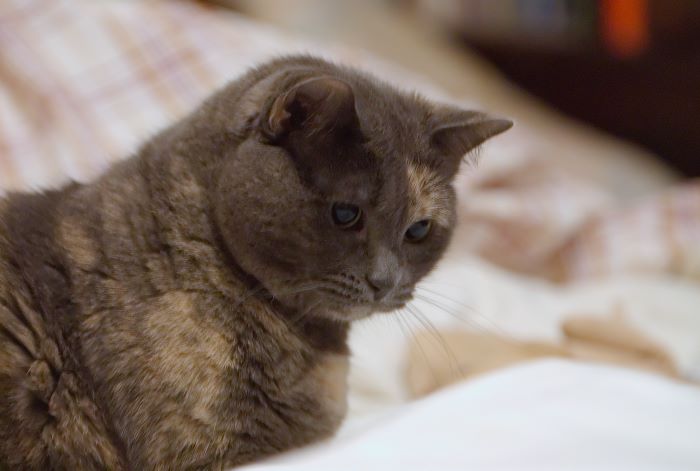 ddb 20071018 010-013