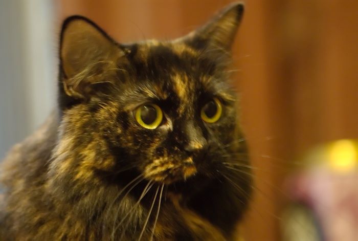 ddb 20071018 010-017