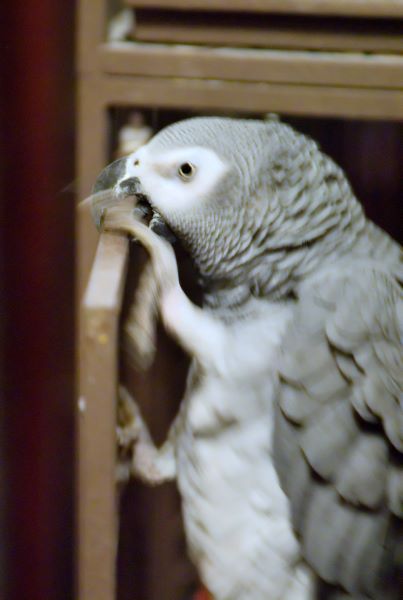 ddb 20071202 010-103